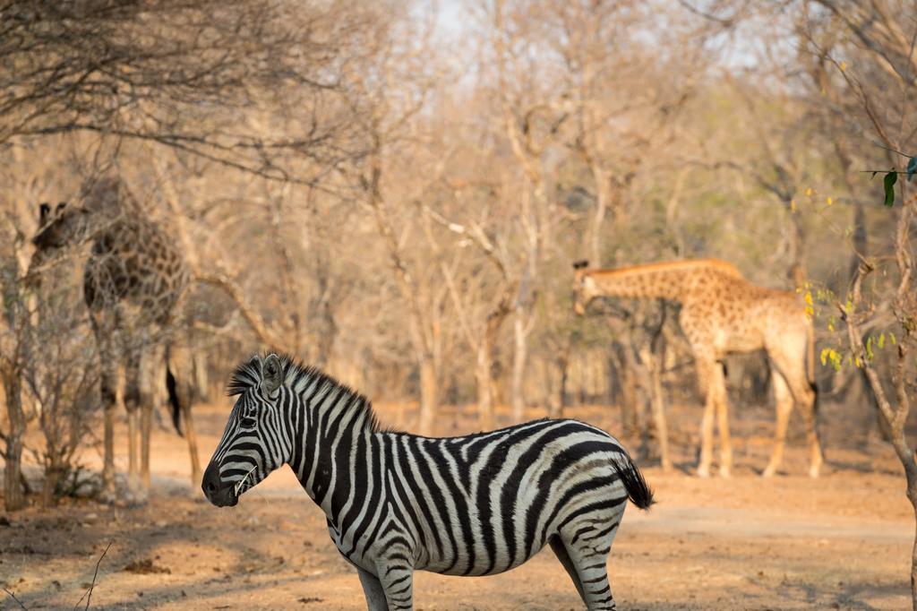 Klaserie River Safari Lodge Hoedspruit Bagian luar foto