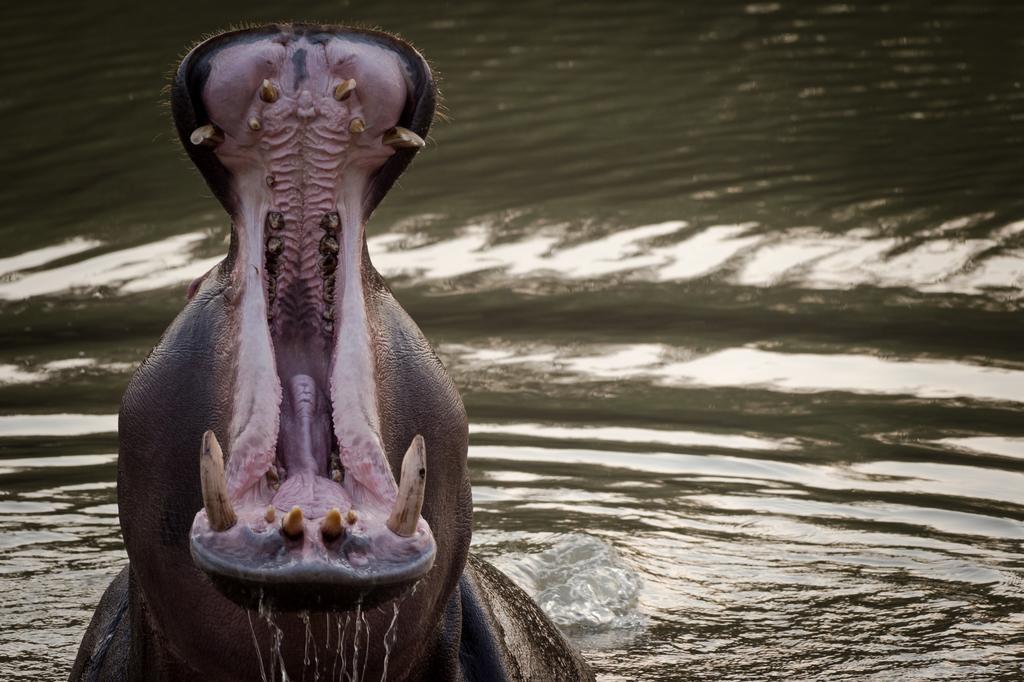 Klaserie River Safari Lodge Hoedspruit Bagian luar foto